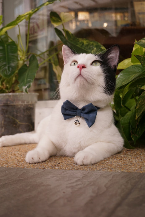 Mewji Cat Collar / Plain Colors