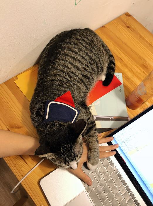 Mewji Cat Collar / Sailor
