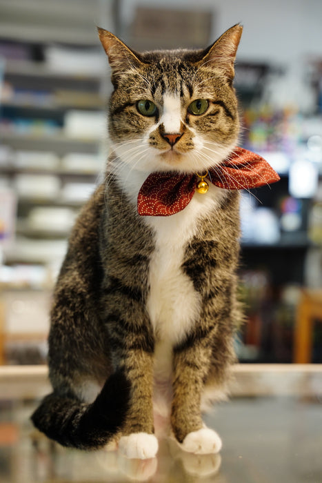 Mewji Cat Collar / Samekomon