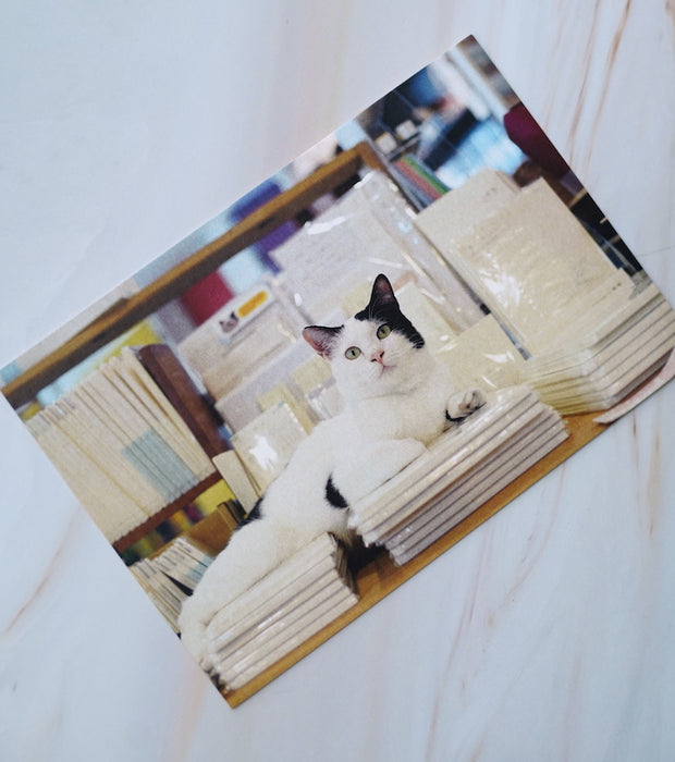 Stickerrific Store Cats Postcards