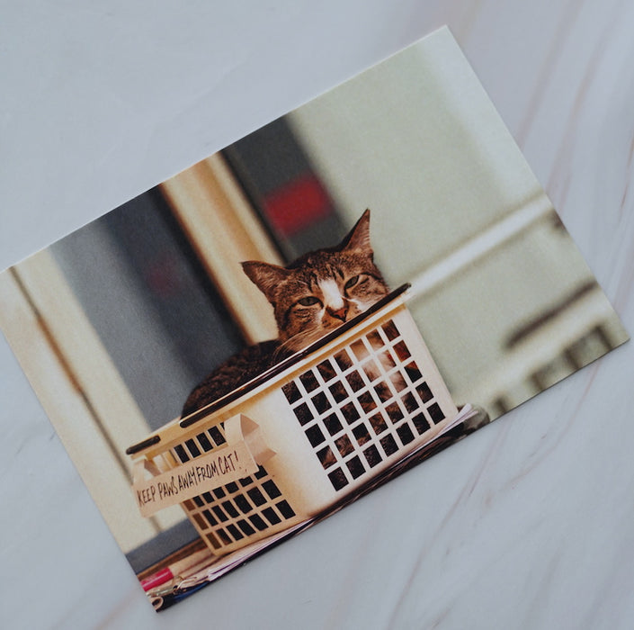 Stickerrific Store Cats Postcards