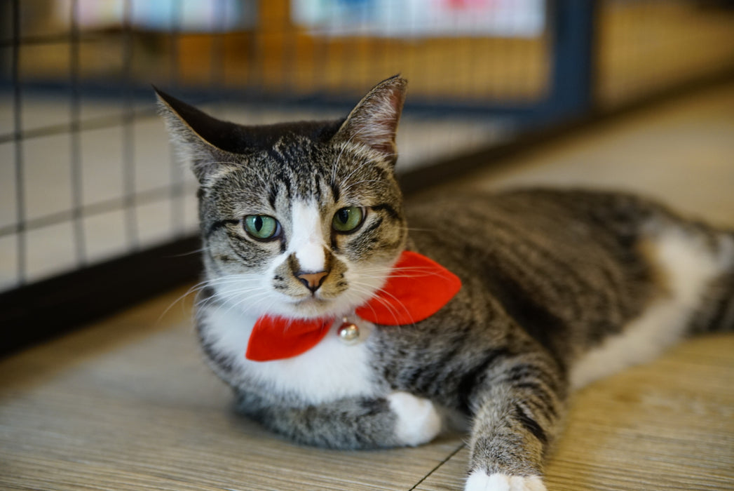Mewji Cat Collar / Sailor
